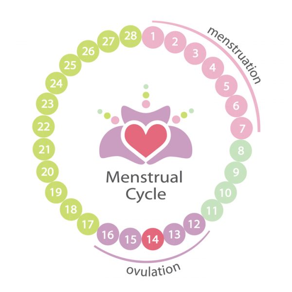 Menstrual Cycle